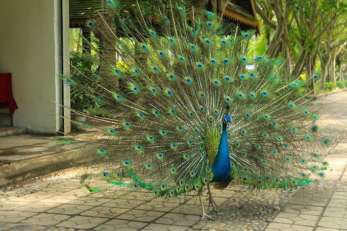 曼春满佛寺里有个许愿池听说很灵哦.而后我们坐上傣族园内的电瓶车