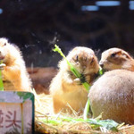 艾尼萌室内动物主题公园