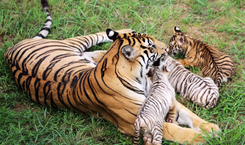 威海西霞口神雕山野生动物园