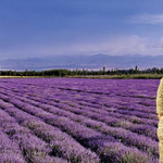 紫云水岸香草园