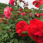 花海知音