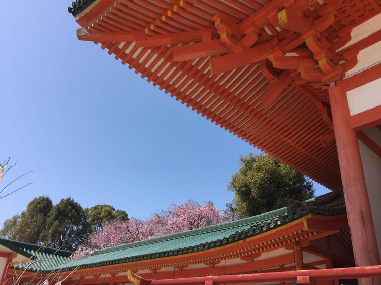 日本 樱花季 平安神宫的建筑和樱花相互映衬,赏心悦目. 平安神宫