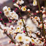 唐韵樱花园