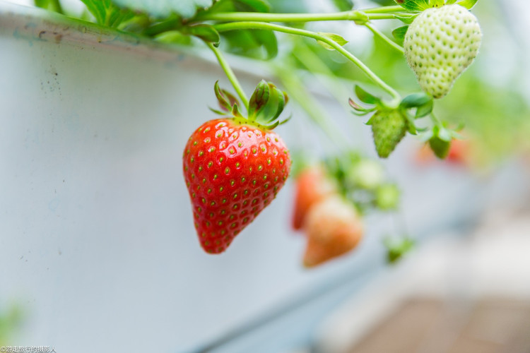 踏青摘草莓 与你共享济南张而的美好时光