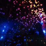 福建鲤鱼洲之探秘原生态萤火虫森林