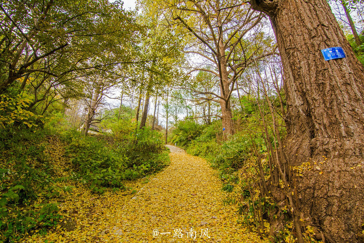 【白云山验客】秋游白云山,唯美浪漫的世界