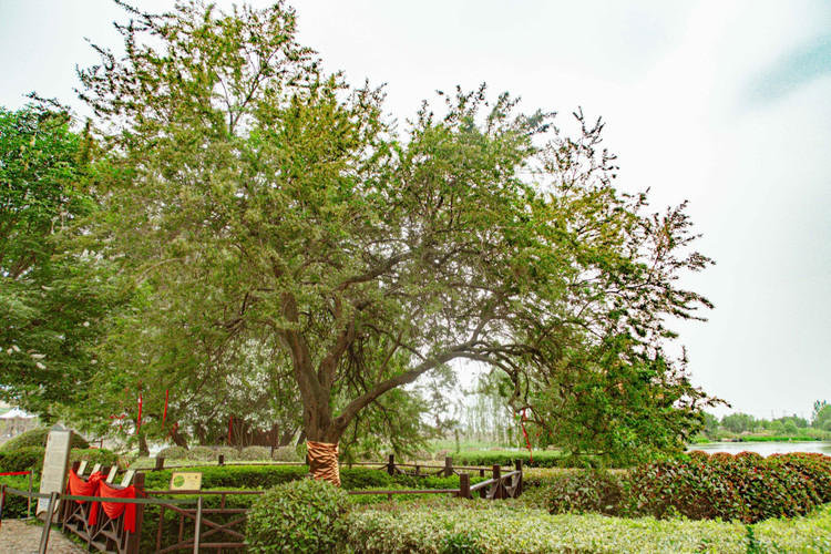 盐城 盐城九龙口上藏着龙子,我看是真的盐城精灵岛上还有棵"五谷树"