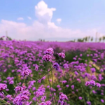 铃兰花海