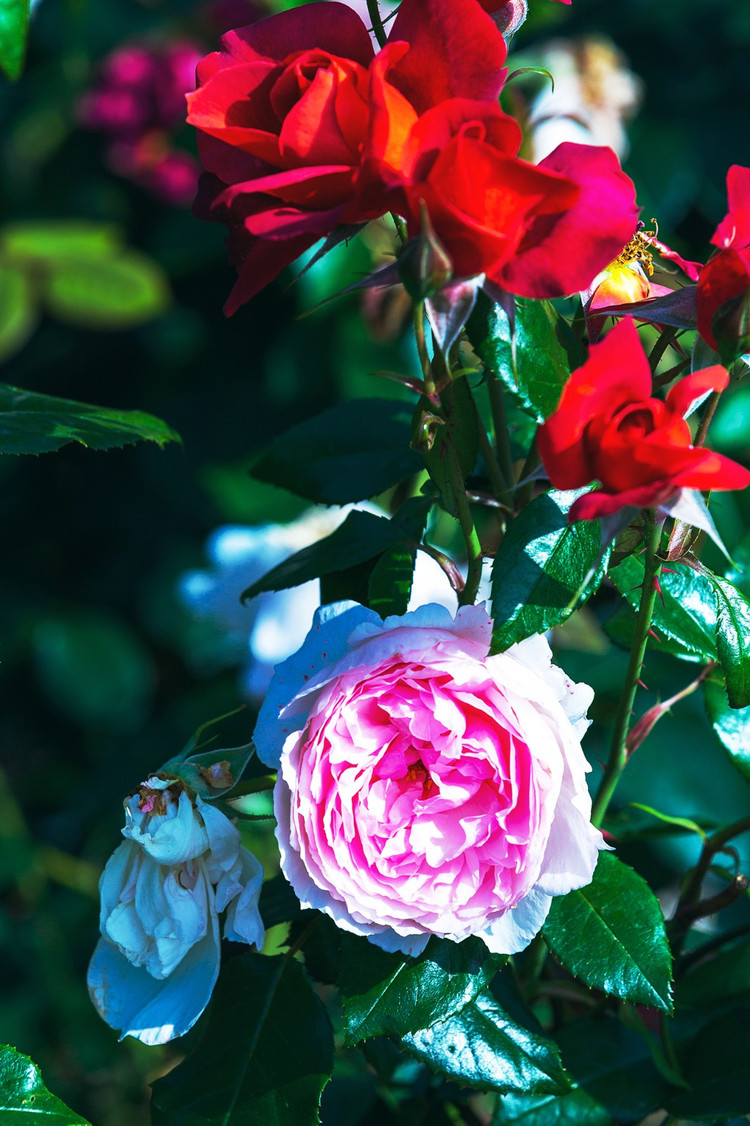 750_1126竖版 竖屏