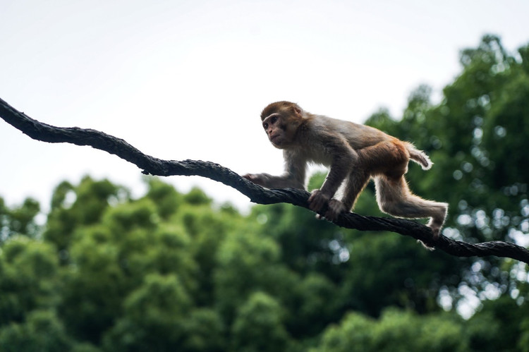 所有动物中,就属灰斑悬猴最可爱了,来来回回的跑了好几圈.