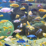 鹏新嘉定海洋世界