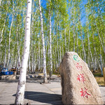 白桦林