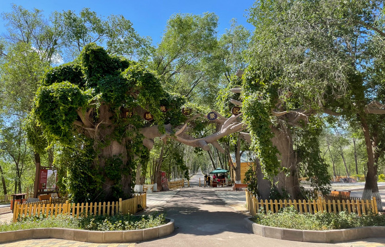 这里有大片的野生核桃林,世间罕见,中国独有,景区内的野核桃更是第三