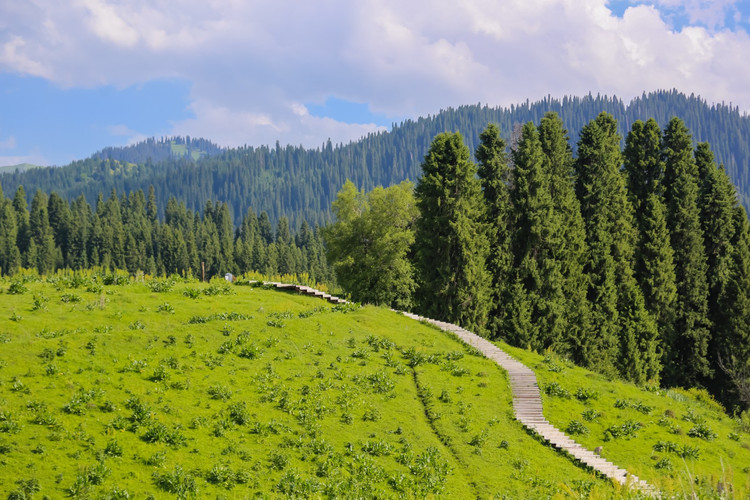 【巩留验客】库尔德宁,国内最大原始云杉林