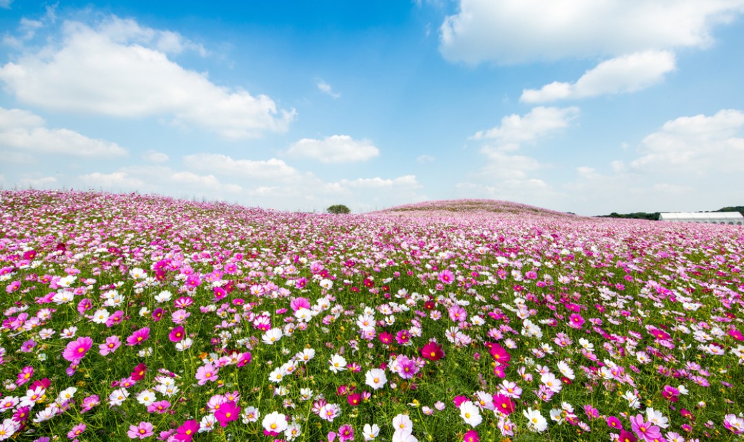 伏热花海庄园