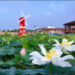 惠来滨荷湾旅游景区