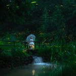 莫干山云起萤光水森林（萤火虫基地）