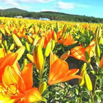 蒙根花万通生态旅游区