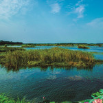 微山湖千岛湿地景区