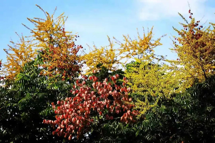 缙云的秋天,从一树三色的栾树开始...... - 缙云县游记攻略【同程旅游攻略】