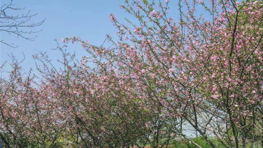 海棠湾公园门票