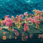 无量山樱花谷