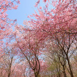 常德樱花园