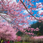 中江樱花岭景区