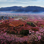 胡陈东山桃园