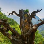 龙湾潭国家森林公园