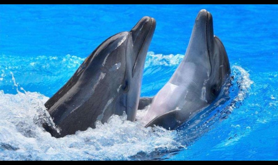 泉州石狮海洋世界