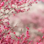上江百花园