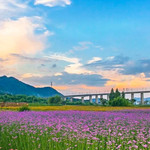 缙云笕川花海