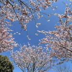 樱花部落