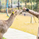 Deer Park浩楠鹿公园