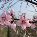 佑岸桃林
