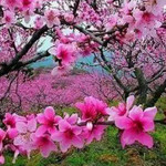板桥镇桃花园