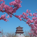 丰乐樱花园
