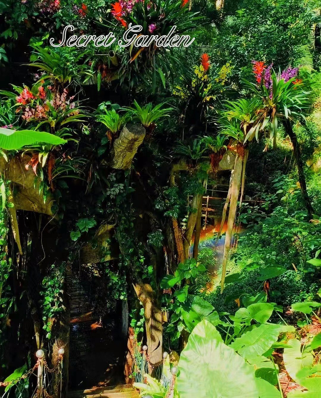 深圳周边游|带你探秘|亚洲版亚马逊热带雨林