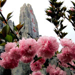 十堰樱花谷景区