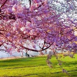 旅顺二〇三樱花园