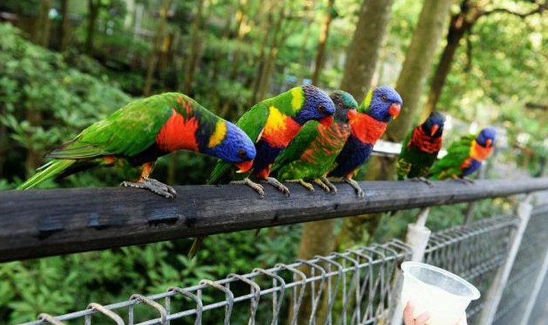 福州鸟语林门票