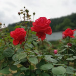 山城玫瑰花海