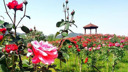 瑞金红都幸福花海门票