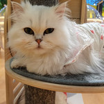 猫咪博物馆(吾悦广场店)