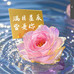 琪琪