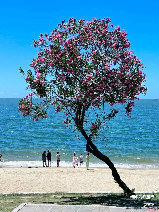 黄厝海滩 - 厦门市旅游