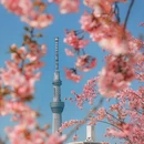 东京 - 日本旅游 缩略图 8