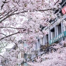 都江堰市步行街 - 成都市旅游 缩略图 2