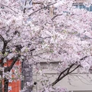 都江堰市步行街 - 成都市旅游 缩略图 5